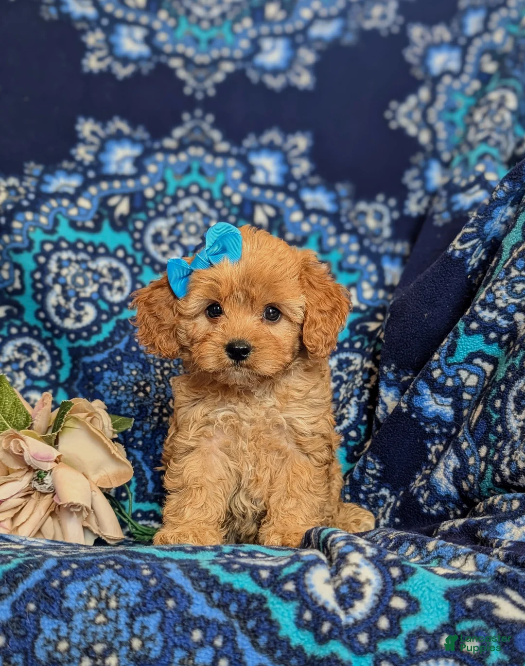 Cavapoo dogs for sale: Chrissa - Ad 1