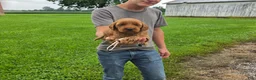 Mixed Breed dogs for sale: Mixed Breed 5 Nova - Ad 2