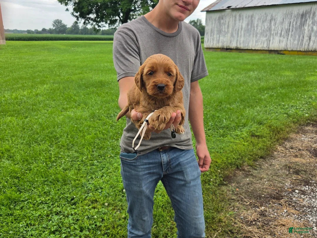 Mixed Breed dogs for sale: Mixed Breed 5 Nova - Ad 2