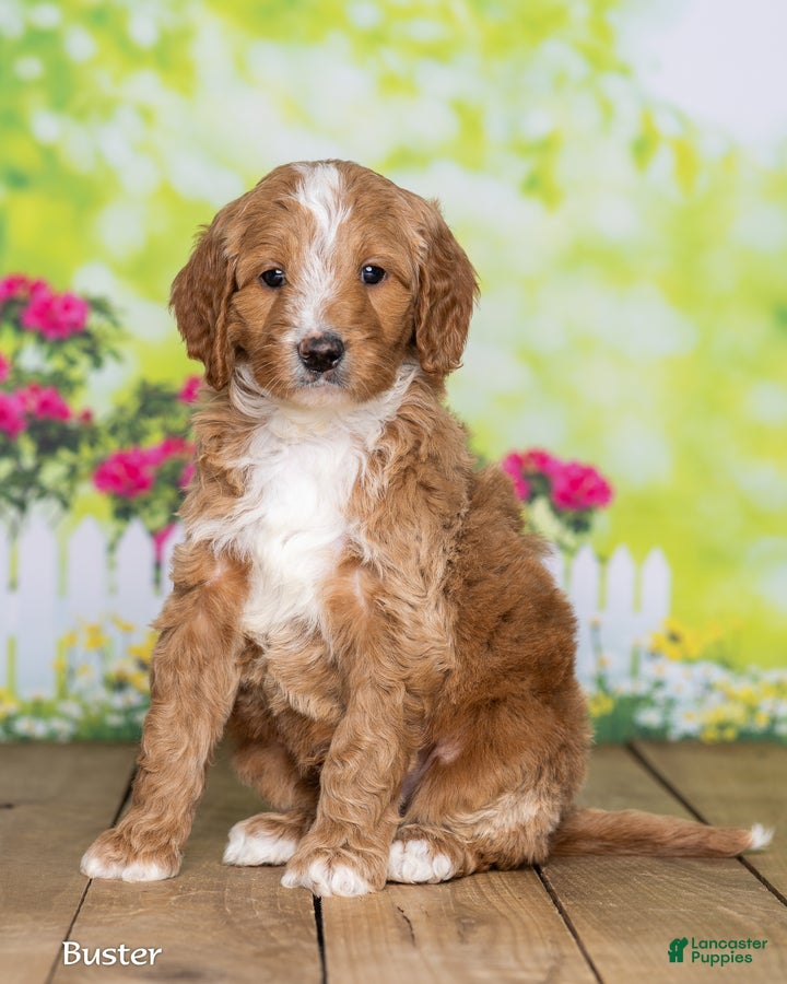 Goldendoodle dogs for sale: Buster - Ad 3