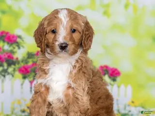 Goldendoodle dogs for sale: Buster - Ad 3