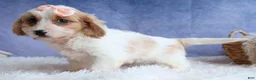 Cavachon dogs for sale: RHODA - Ad 7
