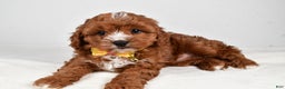 Cavapoo dogs for sale: Joey - Ad 1