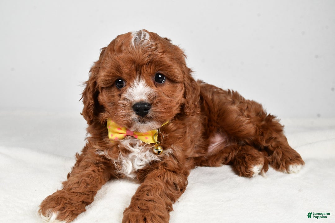 Cavapoo dogs for sale: Joey - Ad 1