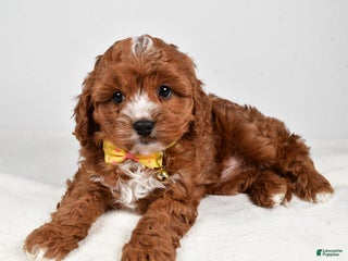 Cavapoo dogs Joey - Ad 33