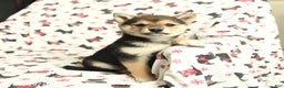 Shiba Inu dogs for sale: Jingles - Ad 2