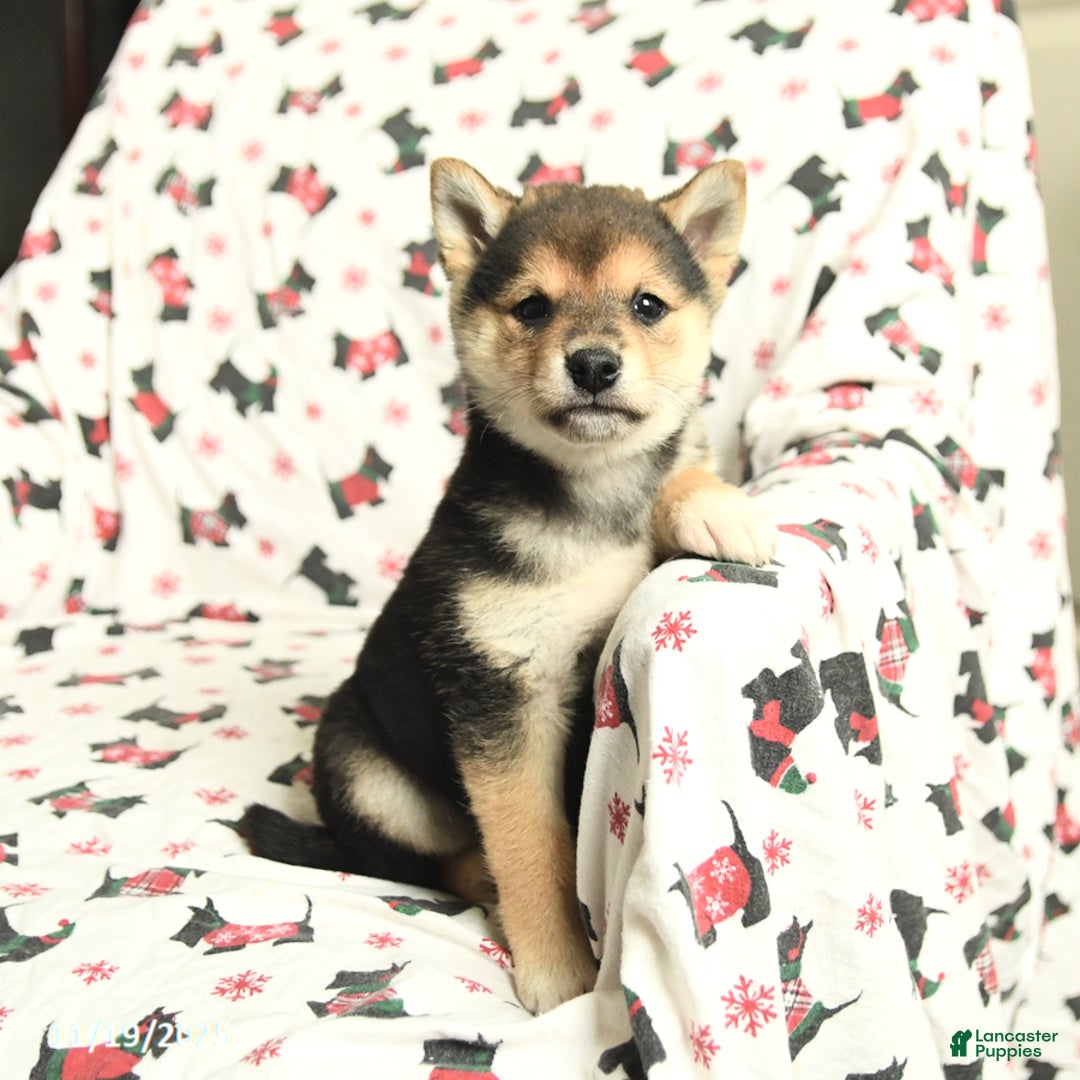 Shiba Inu dogs for sale: Jingles - Ad 2