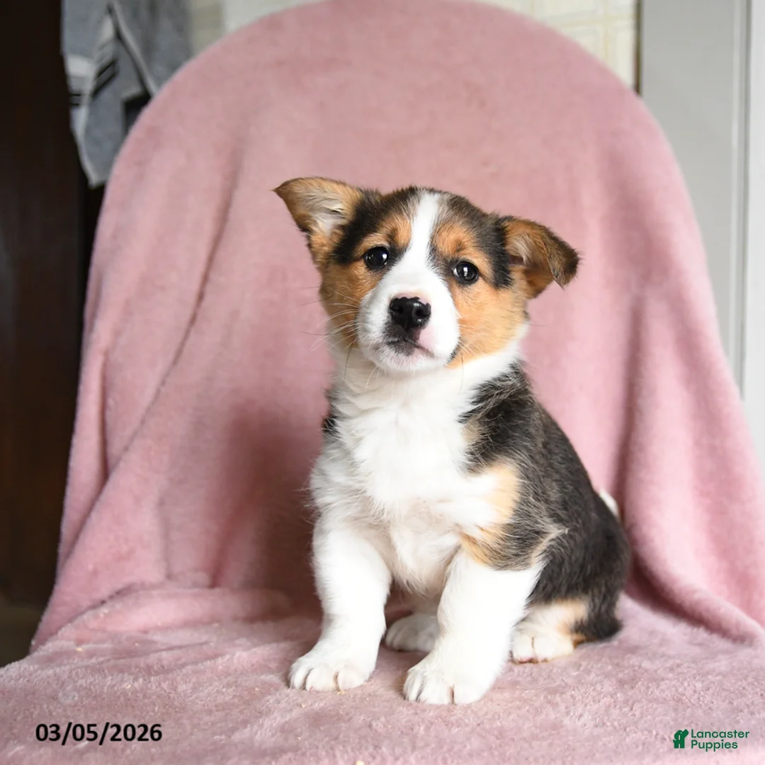 Mixed Breed dogs for sale: Salted Caramel - Ad 1