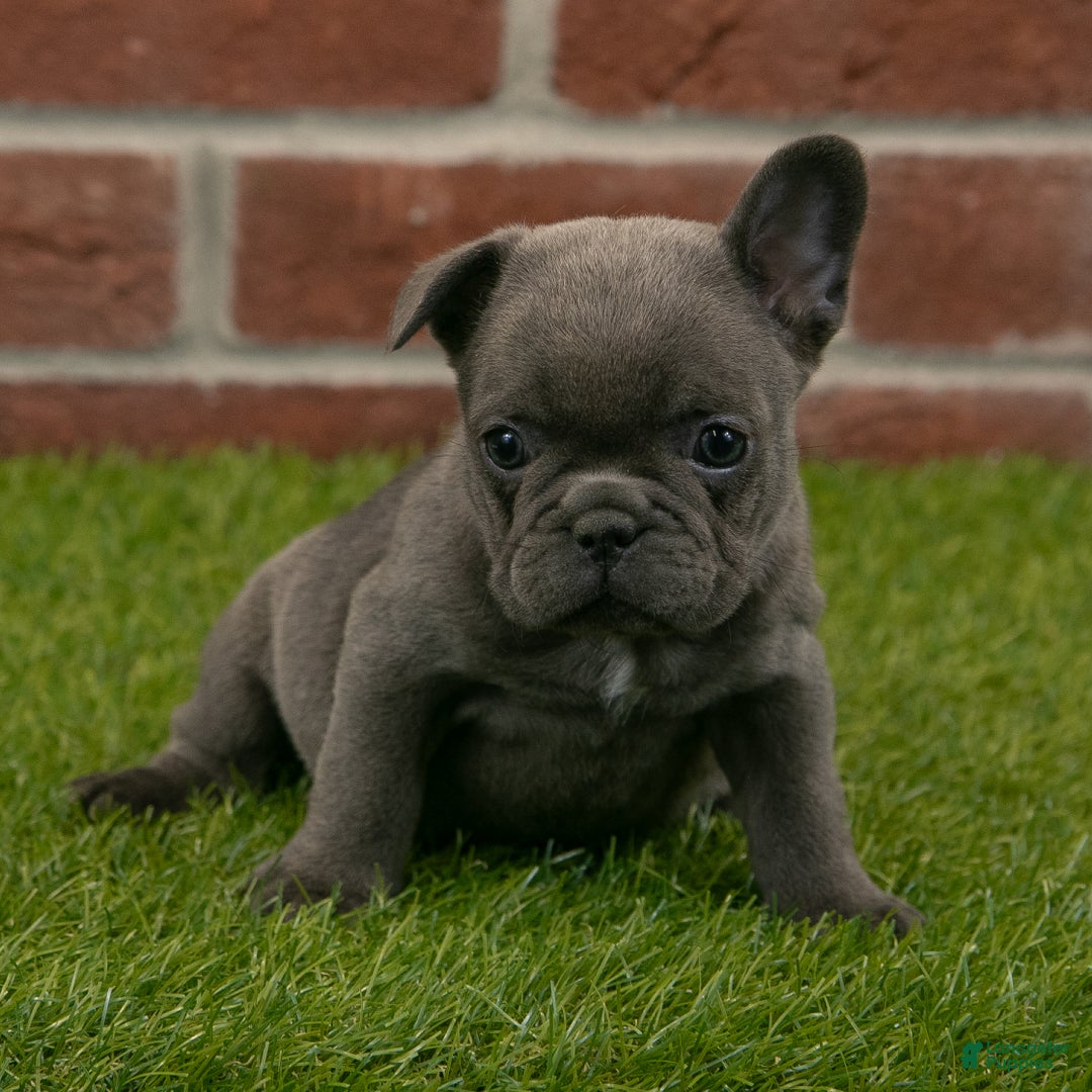 French Bulldog dogs for sale: Sadie - Ad 7