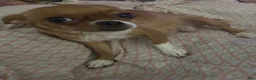 Mixed Breed dogs for sale: Mixed Breed 3 - Ad 9