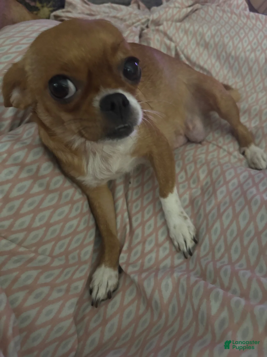 Mixed Breed dogs for sale: Mixed Breed 3 - Ad 9