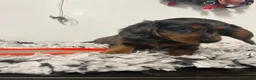 Miniature Dachshund dogs for sale: Roxine  - Ad 3