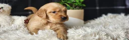 Golden Retriever dogs for sale: Lonnie - Ad 1