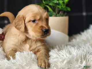 Golden Retriever dogs Lonnie - Ad 7