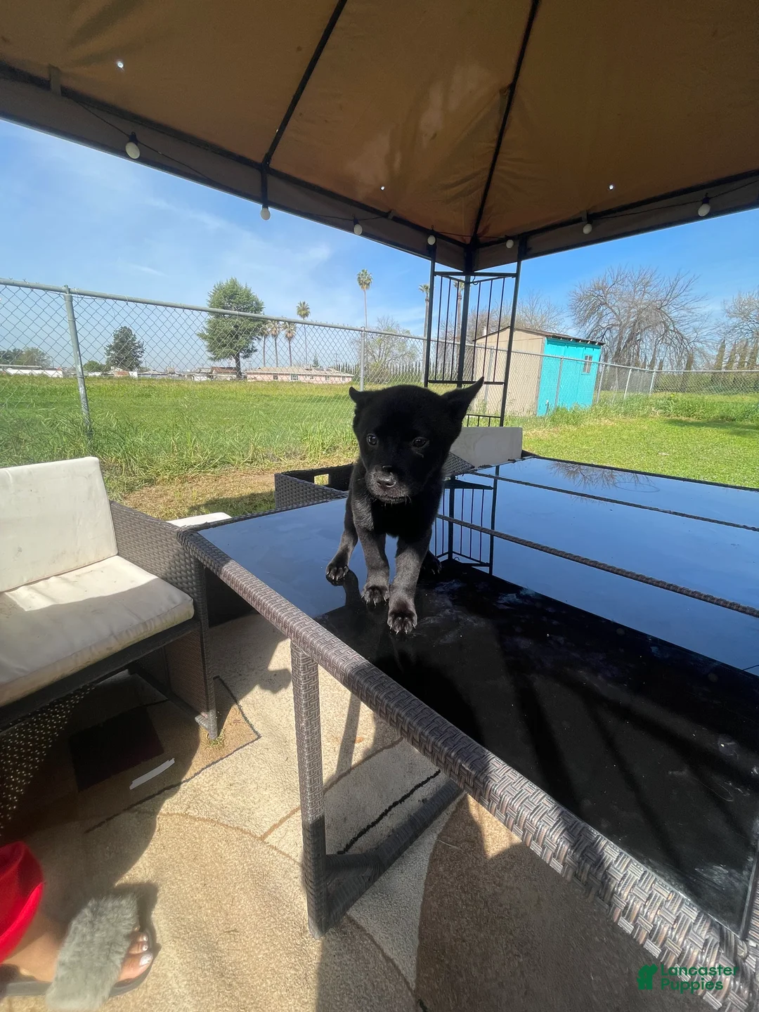 Mixed Breed dogs for sale: Enora - Ad 1