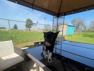 Mixed Breed dogs Enora - Ad 19