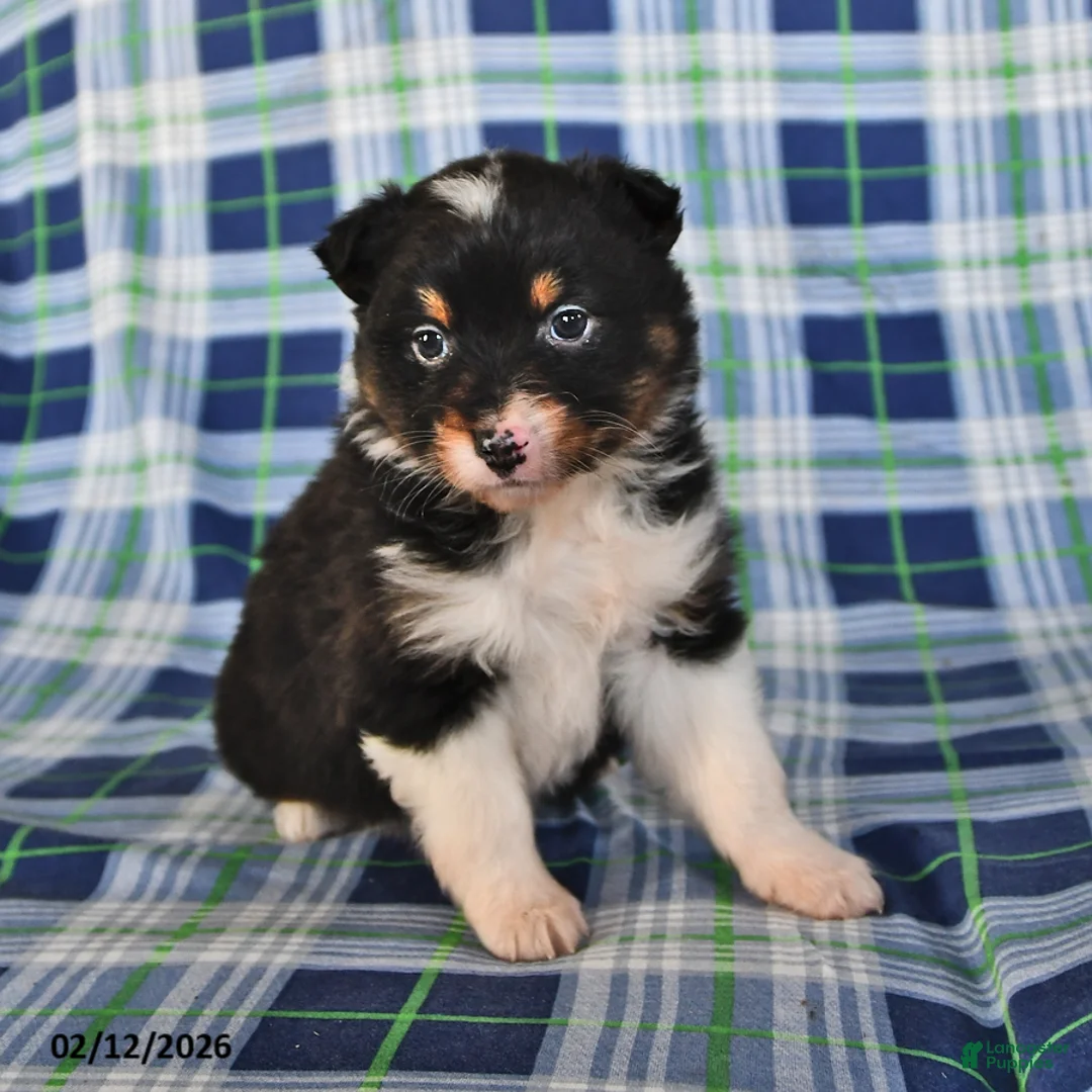 Australian Shepherd dogs for sale: Sage - Ad 4