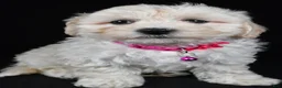 Maltipoo dogs for sale: Trixie - Ad 6