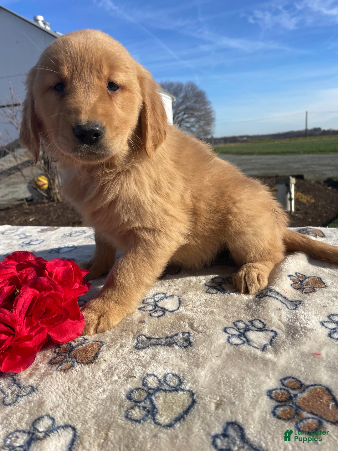 Golden Retriever dogs for sale: Candy - Ad 3