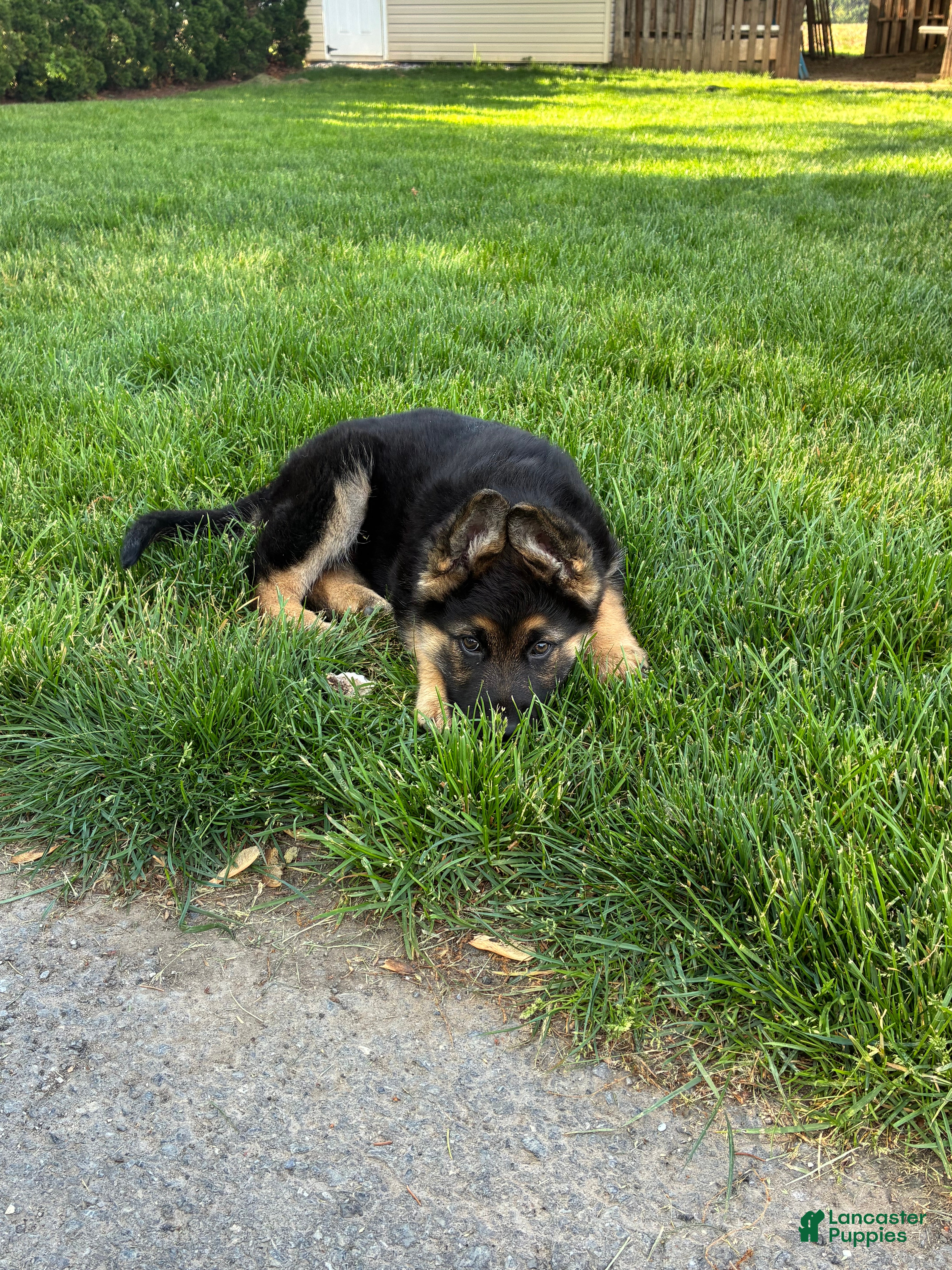 German Shepherd dogs Max - Ad 2