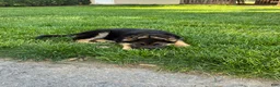 German Shepherd dogs for sale: Max - Ad 2