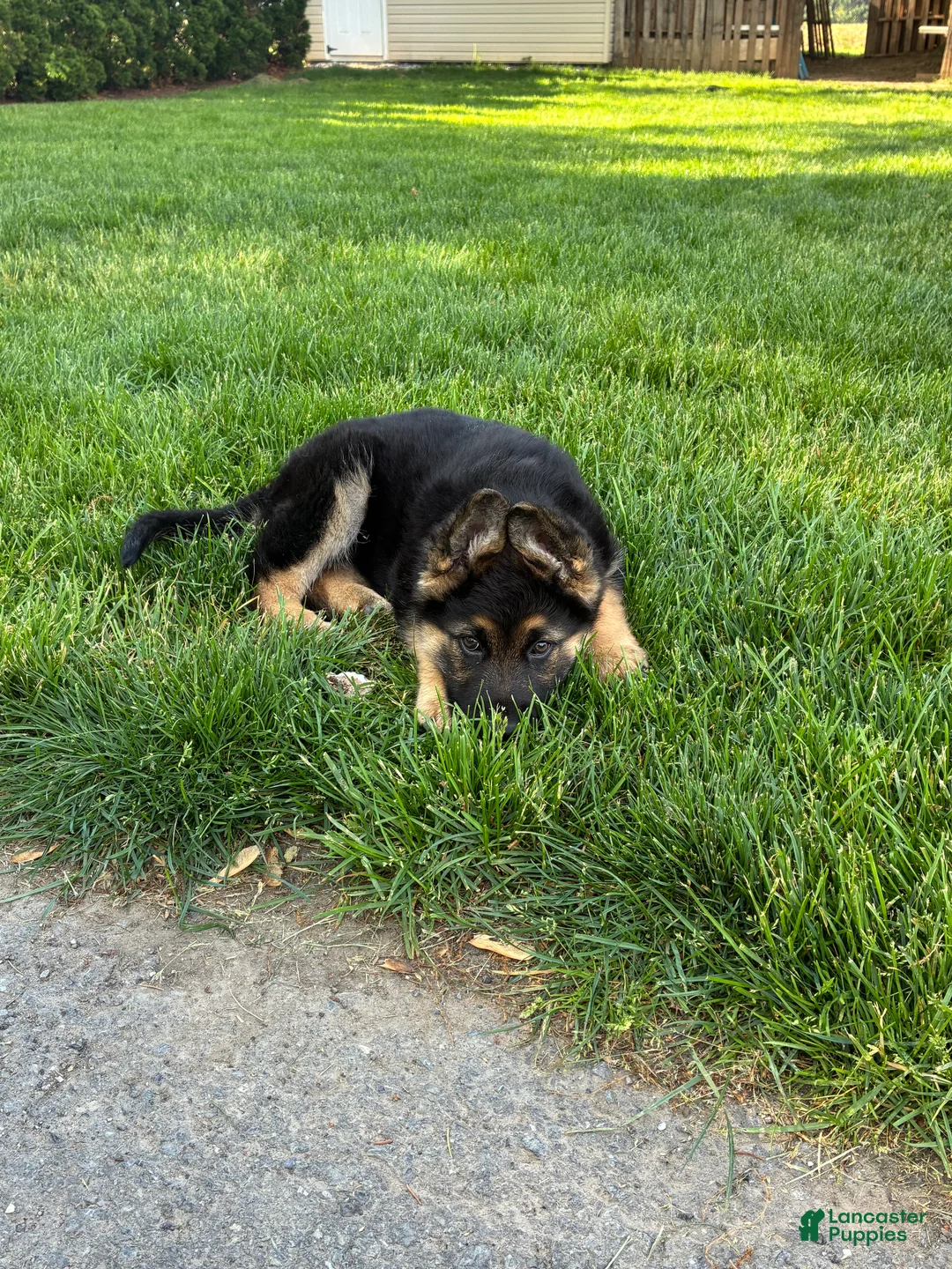 German Shepherd dogs for sale: Max - Ad 2
