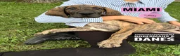Great Dane dogs for sale: Miami - Ad 8