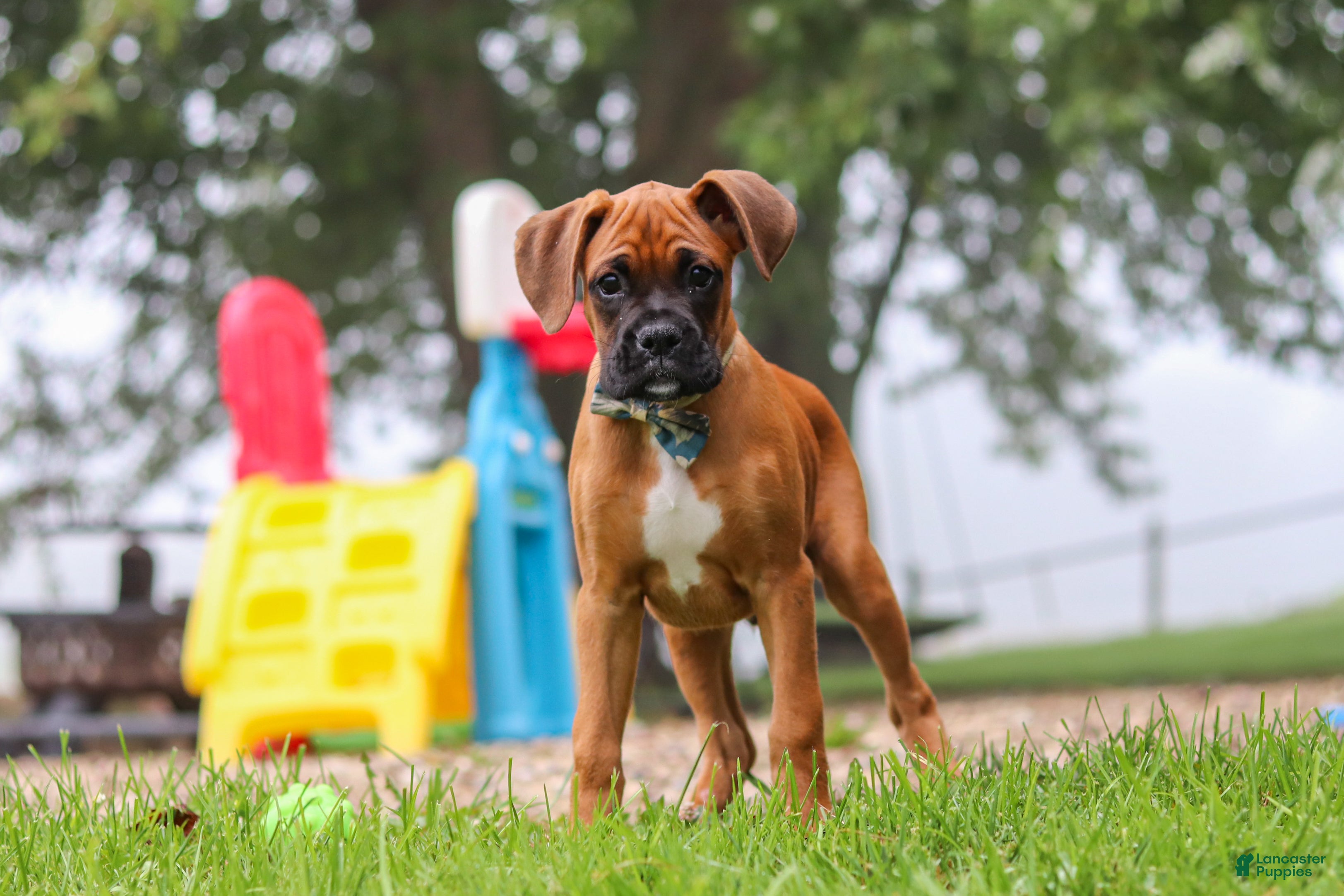 Boxer dogs Russell - Ad 1