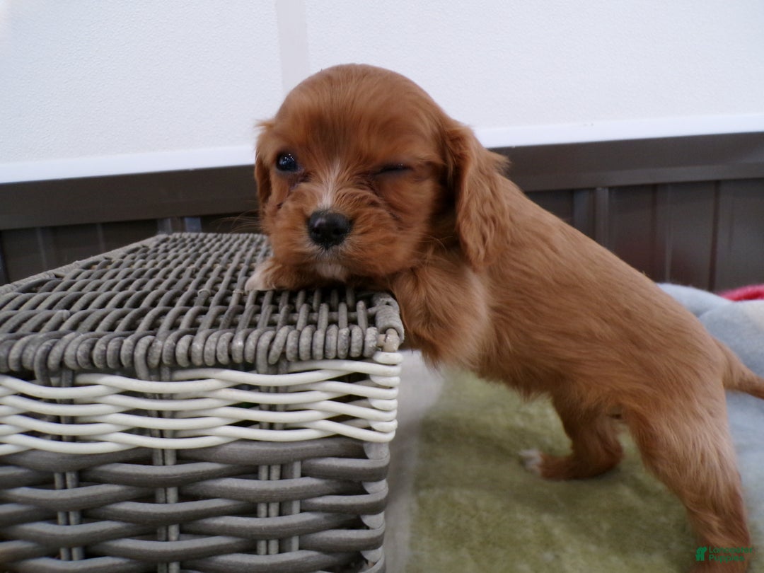 Cavalier King Charles Spaniel dogs for sale: Cavalier King Charles Spaniel Puppy 1 Red Button - Ad 3