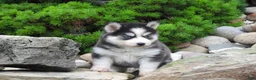 Pomsky dogs for sale: Dokato - Ad 7