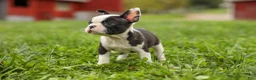 Frenchton dogs for sale: BONNIE - Ad 12
