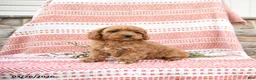 Cockapoo dogs for sale: Conny - Ad 1