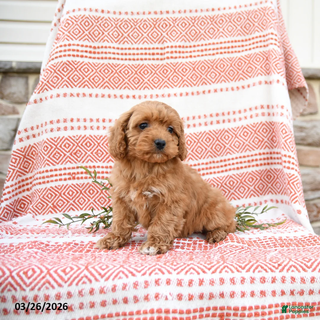 Cockapoo dogs for sale: Conny - Ad 1