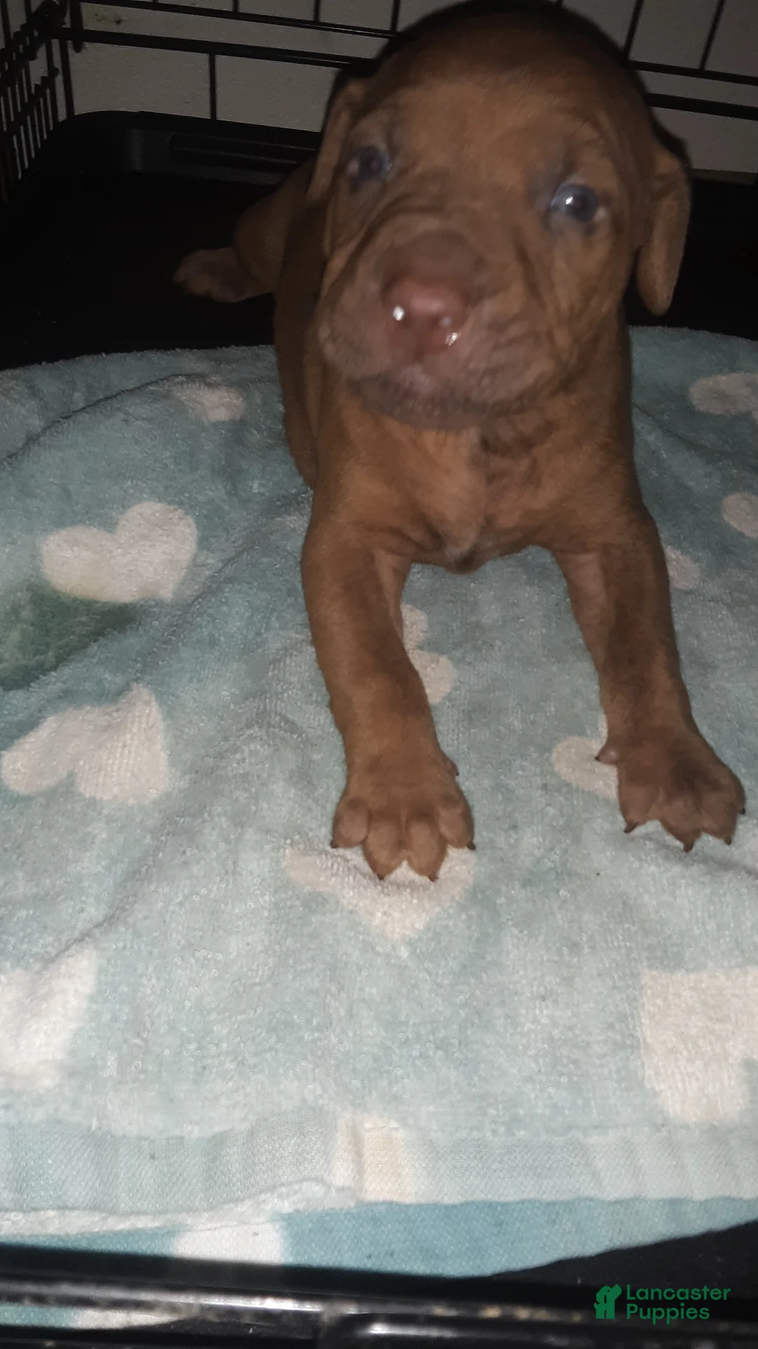 American Pit Bull Terrier dogs for sale: American Pit Bull Terrier 1 - Ad 2
