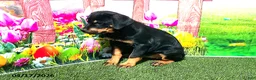 Rottweiler dogs for sale: Rosie - Ad 4