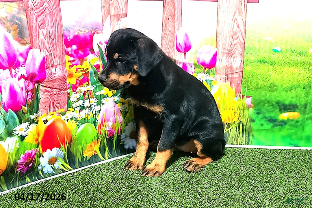 Rottweiler dogs for sale: Rosie - Ad 4