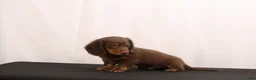 Dachshund dogs for sale: Ginger - Ad 9