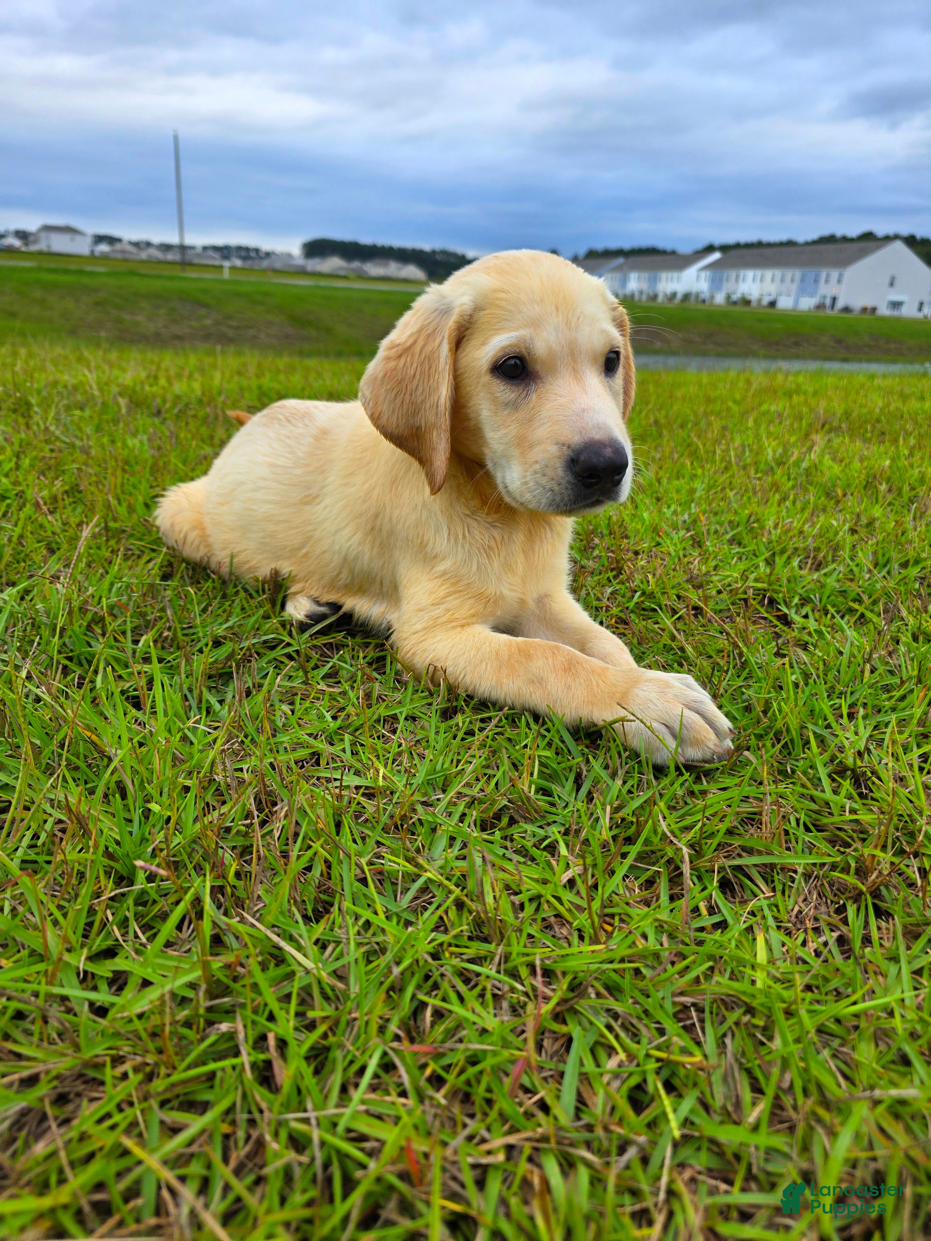 Labrador Retriever dogs Luna - Ad 38