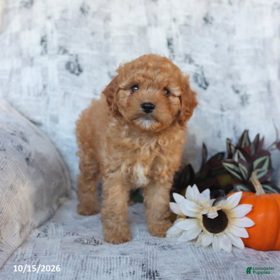 Cavapoo dogs Percy - Ad 1