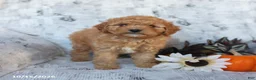 Cavapoo dogs for sale: Percy - Ad 1