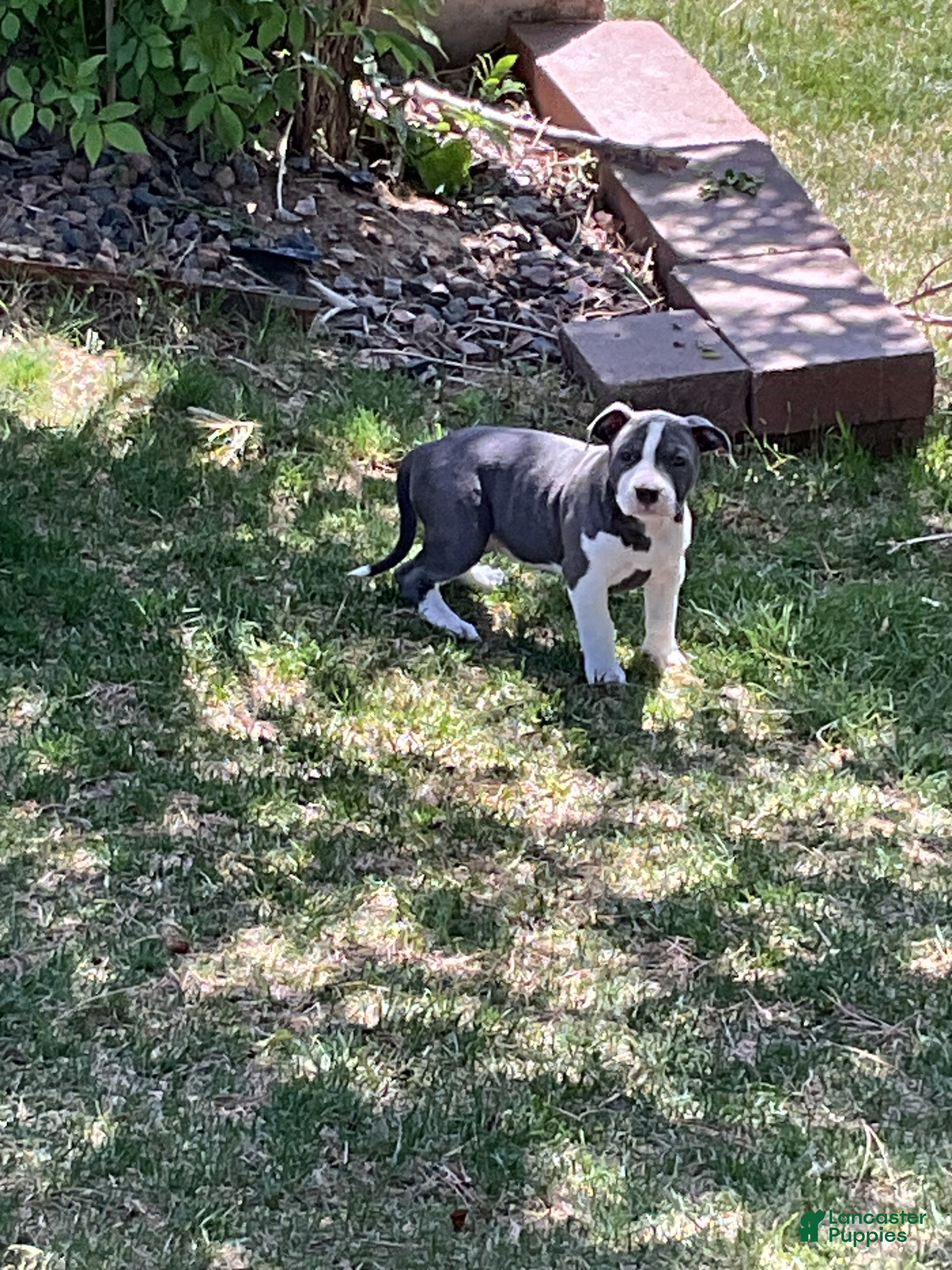 Mixed Breed dogs Staffshire terrier,American bully #4 - Ad 9