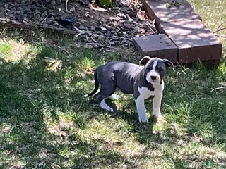 Mixed Breed dogs Staffshire terrier,American bully #4 - Ad 9