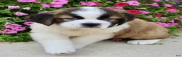 Saint Bernard dogs for sale: Bella - Ad 4