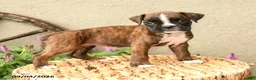 Boxer dogs for sale: Brooke - Ad 1