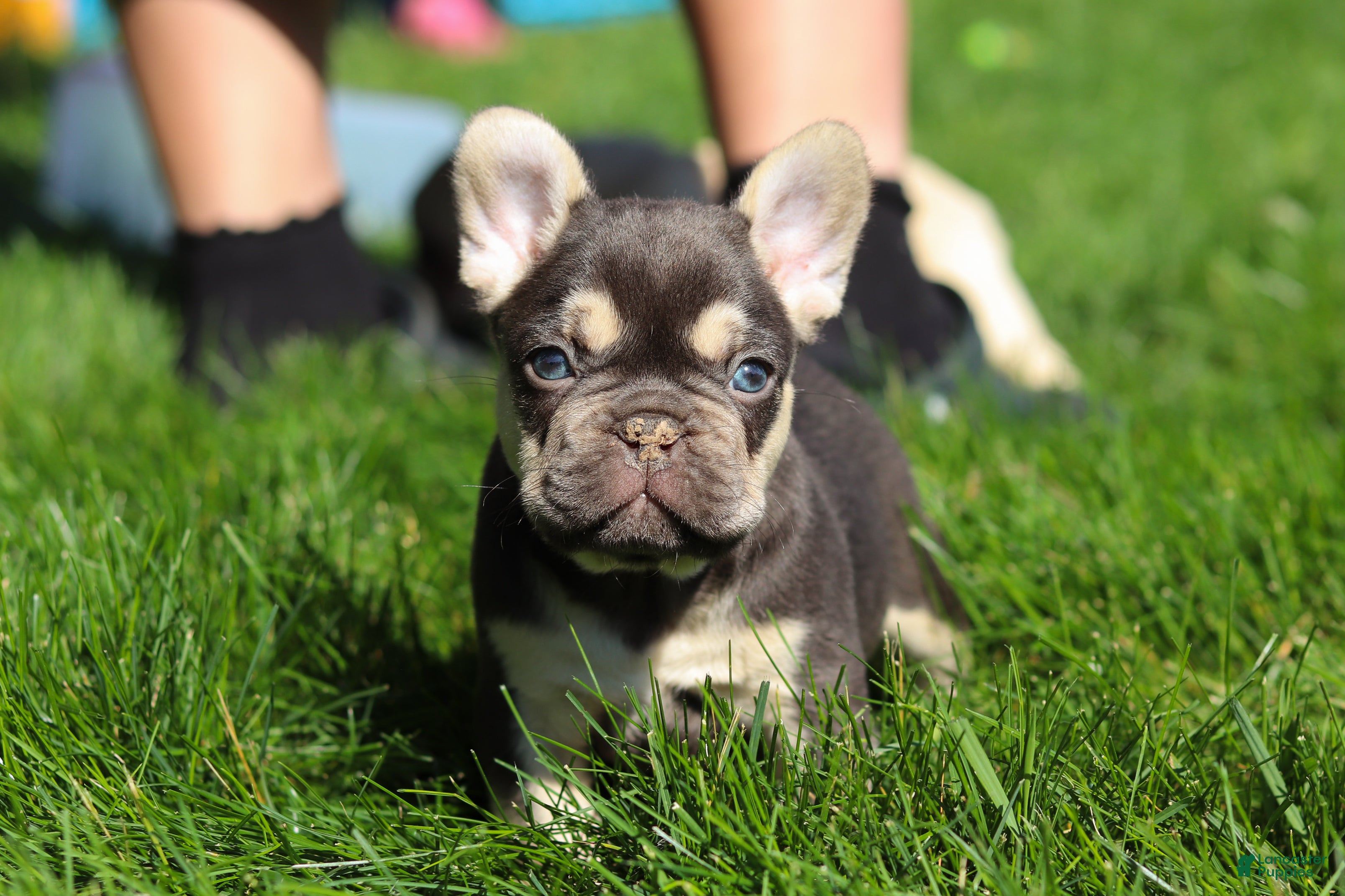 French Bulldog dogs for sale: Chase - Ad 7