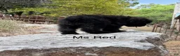 Bouvier Des Flandres dogs for sale: Ms Red - Ad 5