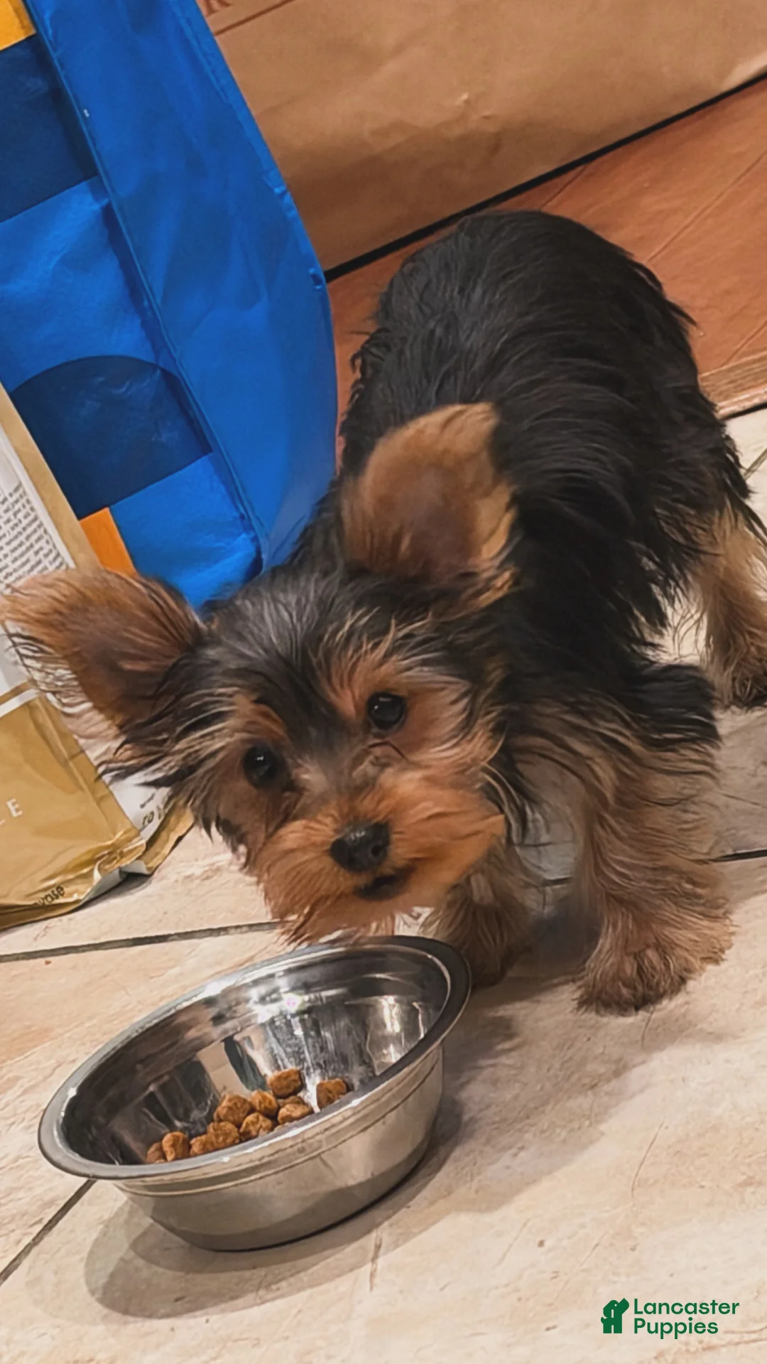 Yorkshire Terrier dogs for sale: Paris 🇫🇷 - Ad 2
