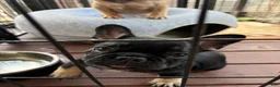 French Bulldog dogs for sale: French Bulldog 2 - Ad 3