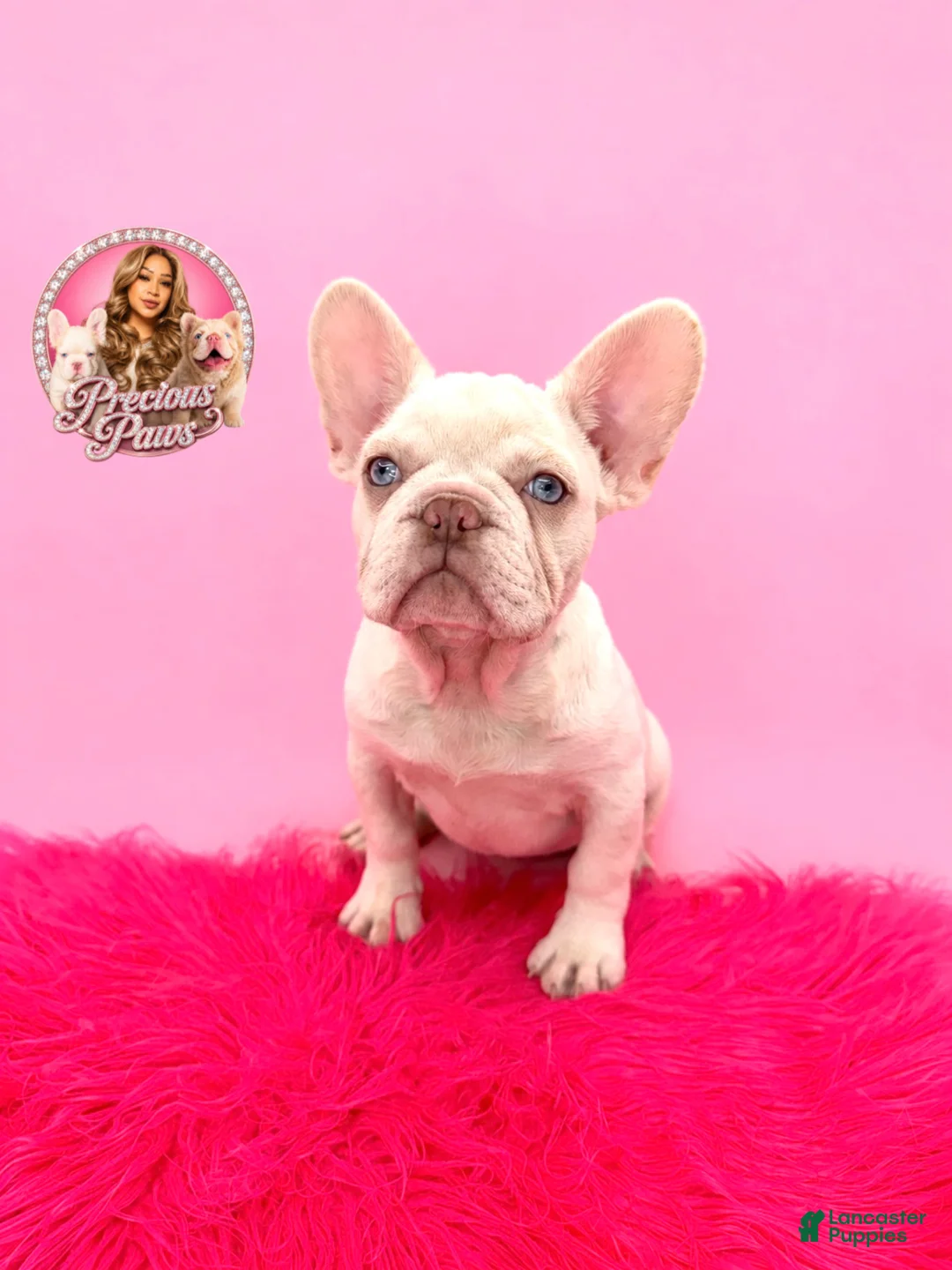 French Bulldog dogs for sale: Brooklyn 💝 - Ad 1
