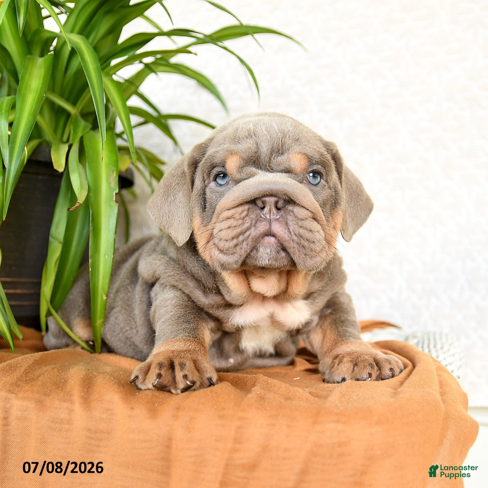 English Bulldog dogs Raymond - Ad 2